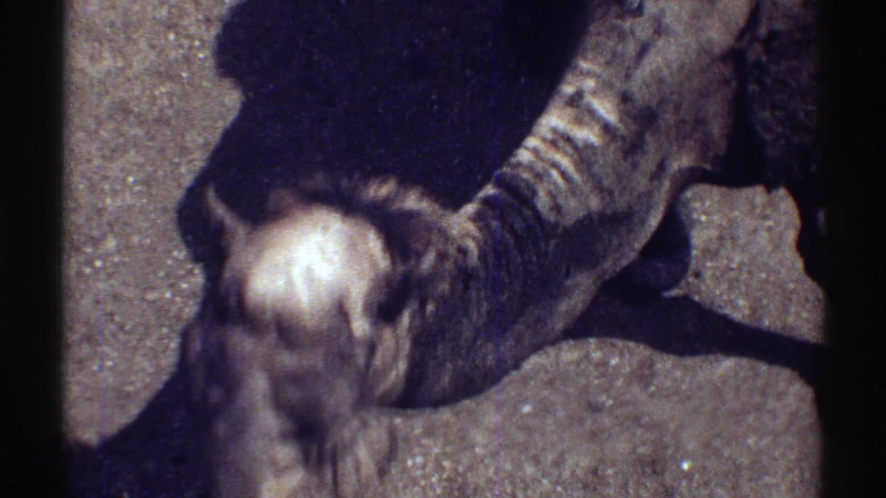 1969 Colorado 8mm frame showing a dark brown camel lowering its head in bright sunlight on sandy ground.