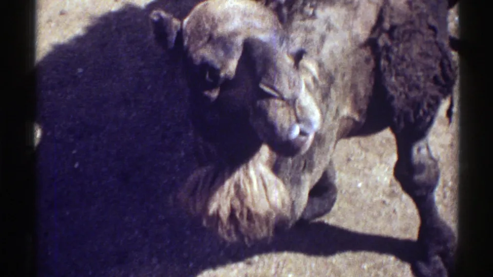 1969 Colorado 8mm frame of a dark brown camel in profile, its head turned toward the camera in sunlight.