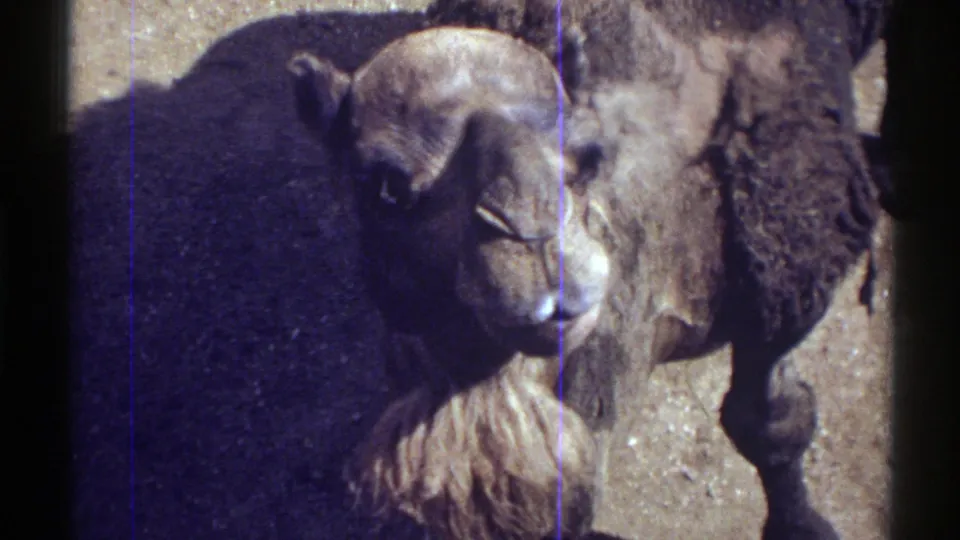 1969 Colorado 8mm frame showing the camel facing the camera with a vertical purple film artifact over the scene.