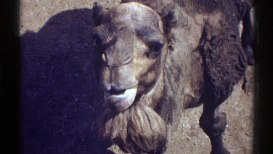 1969 Colorado 8mm frame of the camel looking sideways in hard sunlight, with sandy ground and shadow visible.