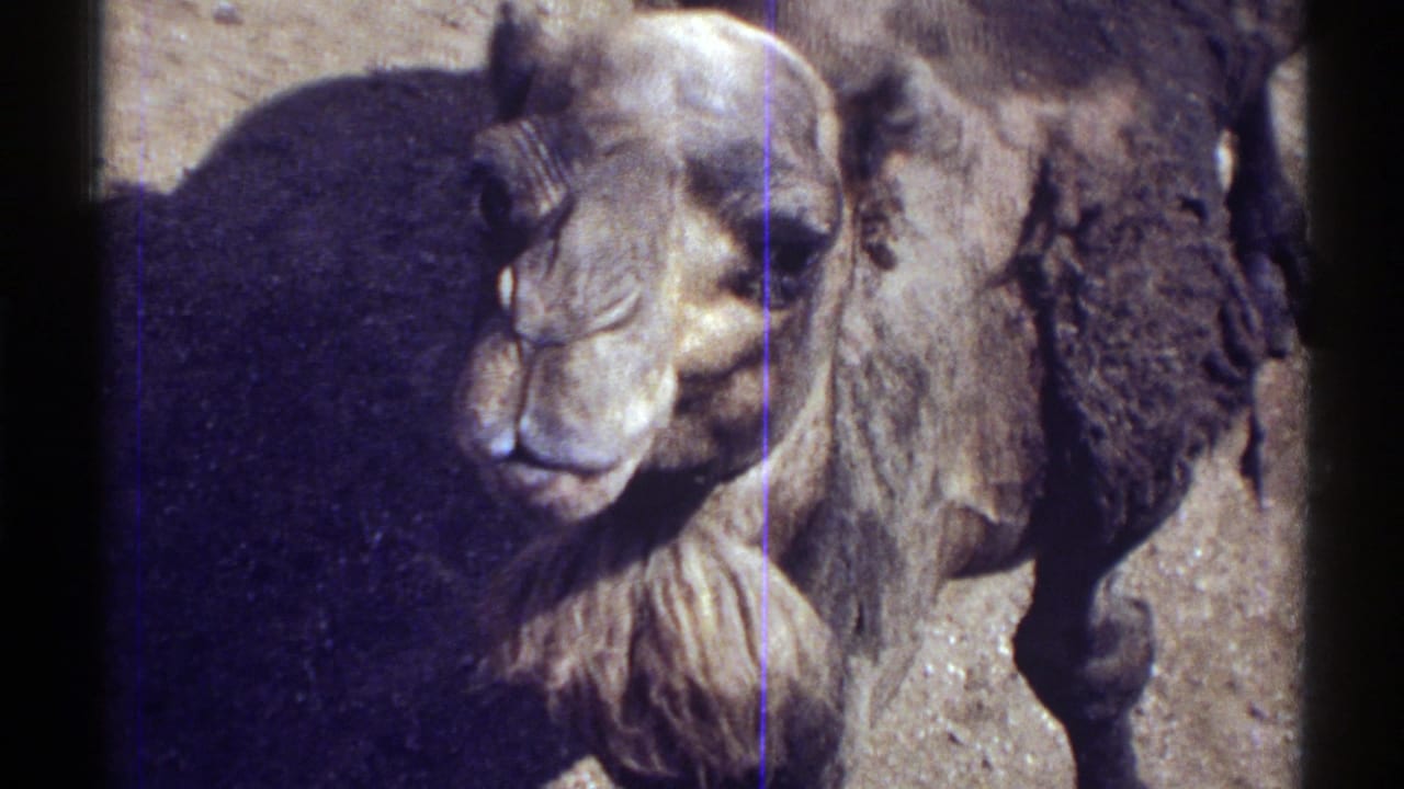 Close view of a brown camel chewing in strong sunlight beside sandy ground.
