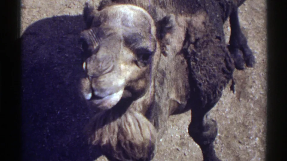 1969 Colorado home-movie frame of a brown camel chewing, with its face, beard, and coarse coat visible in sunlit outdoor ground.