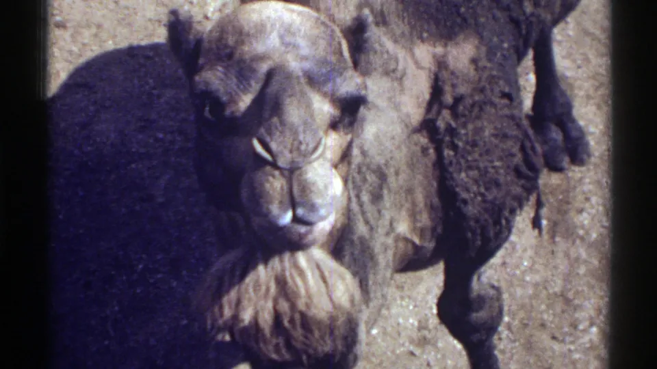 1969 Colorado 8mm still with the camel facing the camera, its chewing mouth, beard, and thick brown coat prominent.