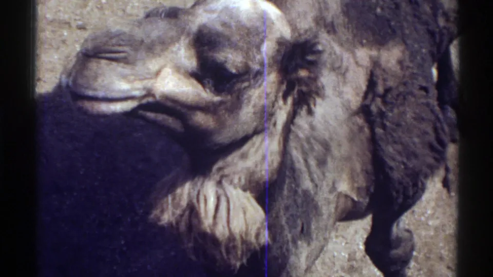 1969 Colorado home-movie frame showing the camel in side profile with its head, neck, thick coat, and sandy outdoor setting.