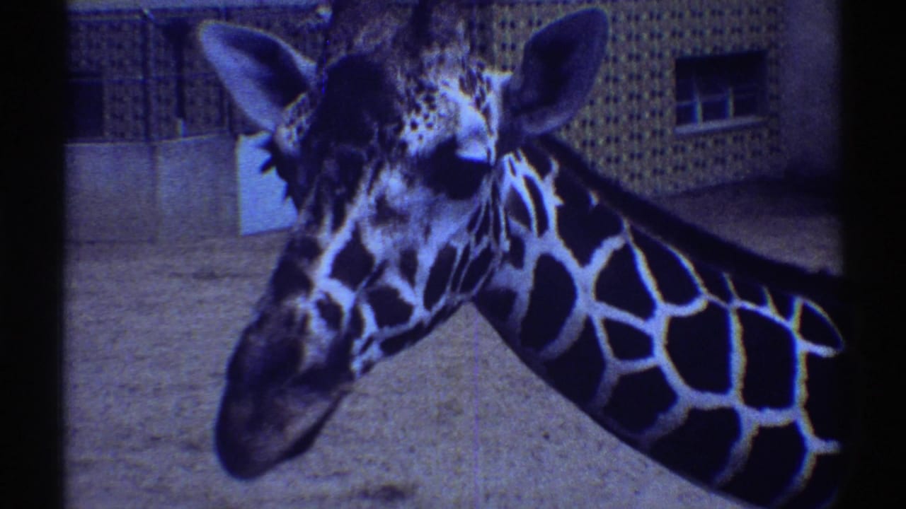 1969 Colorado 8mm frame showing a giraffe close to the camera, with its patterned head, ears, and neck filling most of the view.
