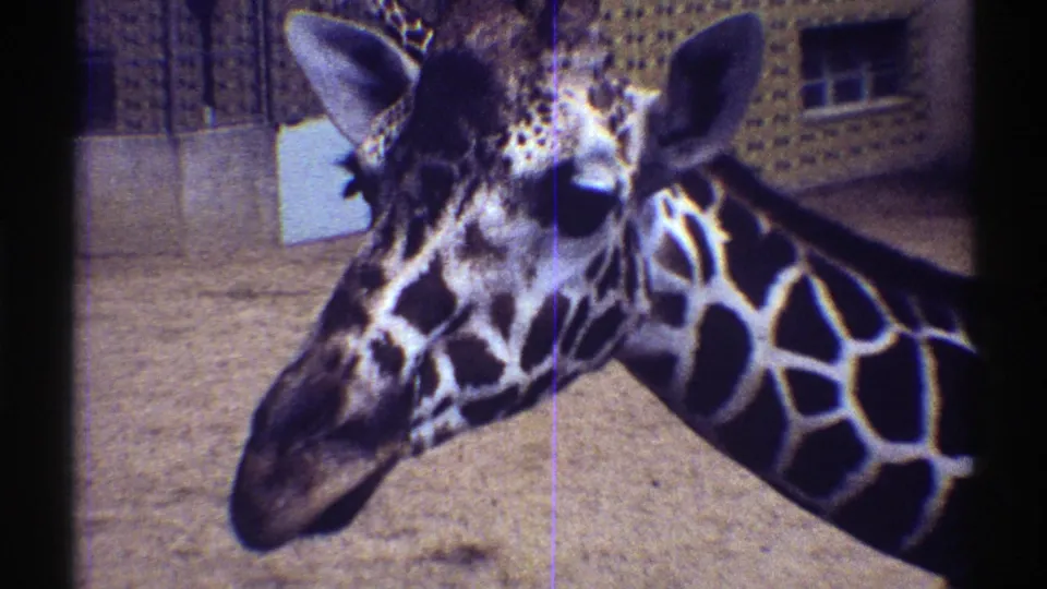 1969 Colorado 8mm frame of a giraffe looking toward the camera, its face and neck close against a simple zoo enclosure background.