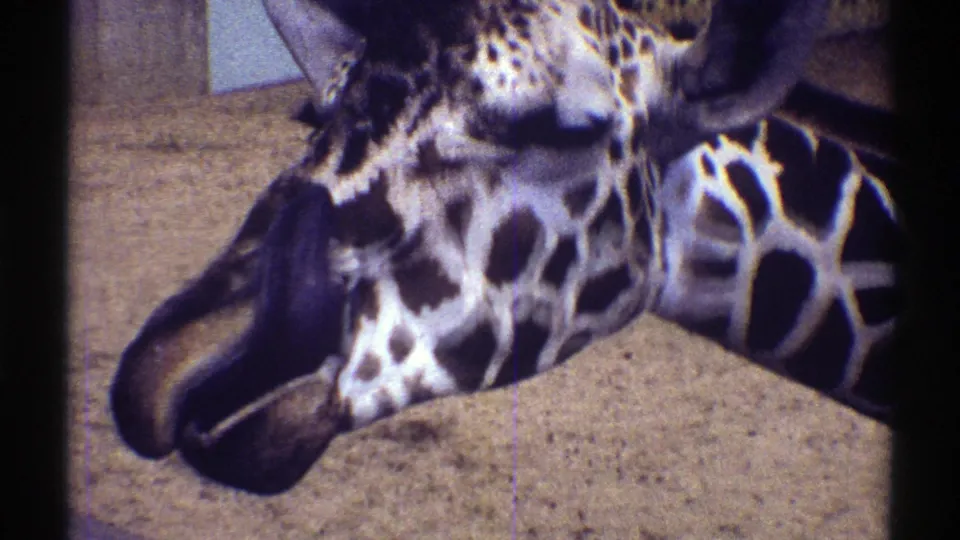1969 Colorado 8mm frame showing a close giraffe with its tongue extended, filmed from a visitor's handheld viewpoint at a zoo.