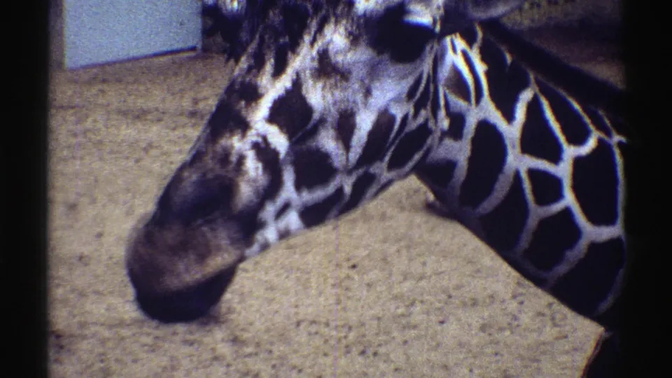 1969 Colorado 8mm frame with the giraffe's face and long patterned neck angled close to the lens inside a zoo enclosure.
