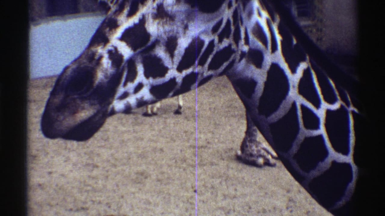 1969 Colorado 8mm frame showing a giraffe's head and patterned neck close to the camera inside a sandy zoo enclosure.