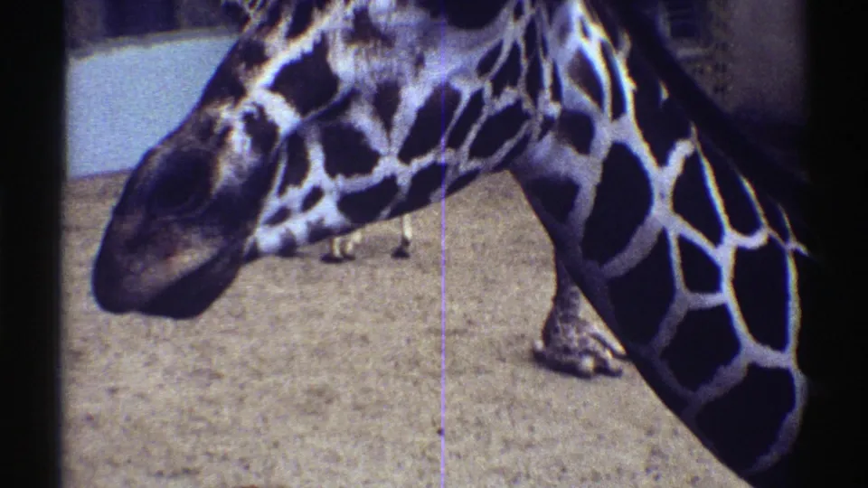 1969 Colorado 8mm frame showing a giraffe's head and patterned neck close to the camera inside a sandy zoo enclosure.