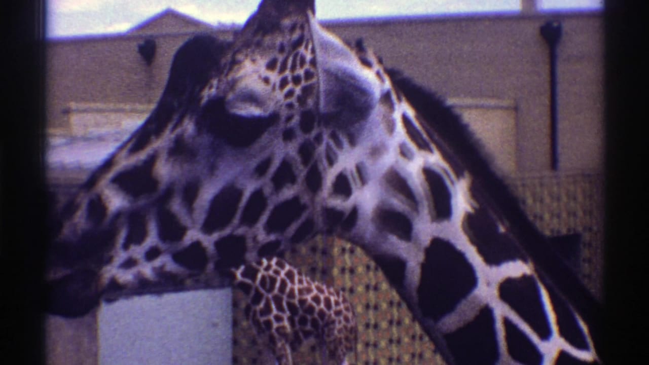 Giraffe head and neck seen close to a fence, with another giraffe behind it.