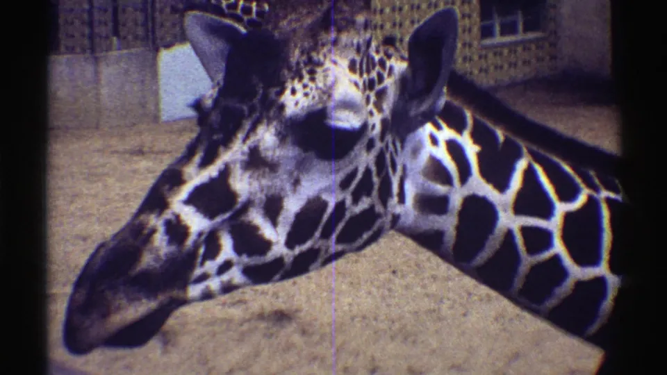 1969 Colorado 8mm frame showing a close profile of a giraffe's head, ears, and neck against zoo fencing and sandy ground.