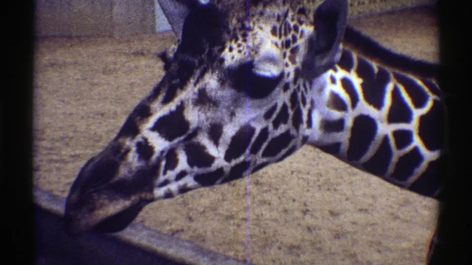 1969 Colorado zoo frame with a close giraffe bending its head downward, framed by dark fence edges and sandy enclosure ground.
