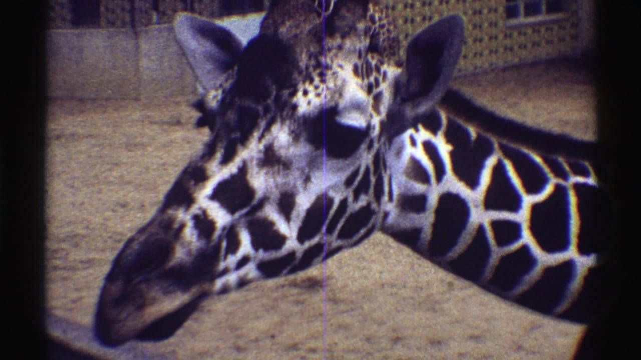Close view of a giraffe in a Colorado zoo enclosure, filmed on 8mm in 1969 with dark frame borders and faded color.