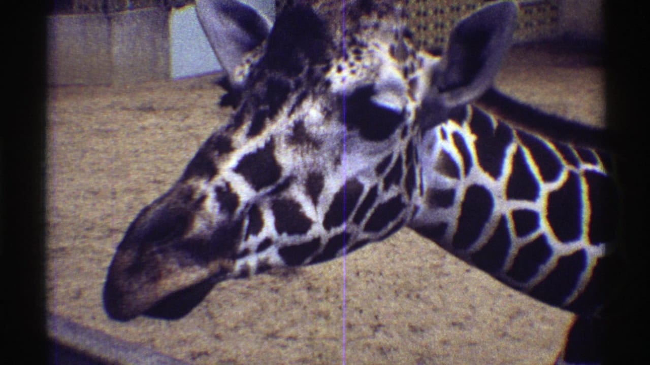 Giraffe close-up with its head turned slightly toward the camera.