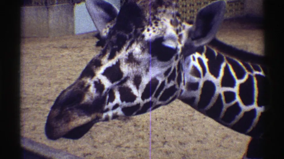 A 1969 8mm close-up shows the giraffe's head and patterned neck in a sandy Colorado zoo enclosure.