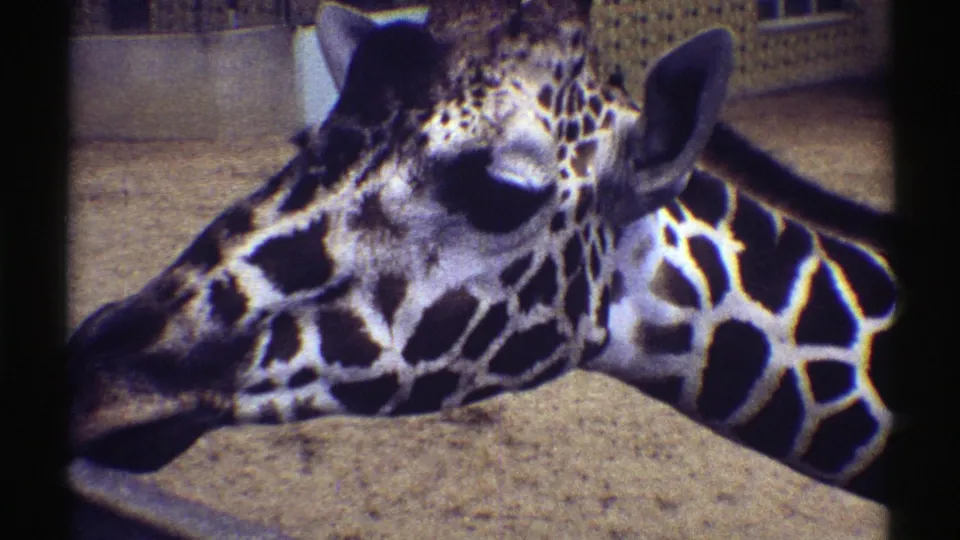 The giraffe remains close to the camera in this 1969 Colorado zoo frame, with visible 8mm grain and dark borders.