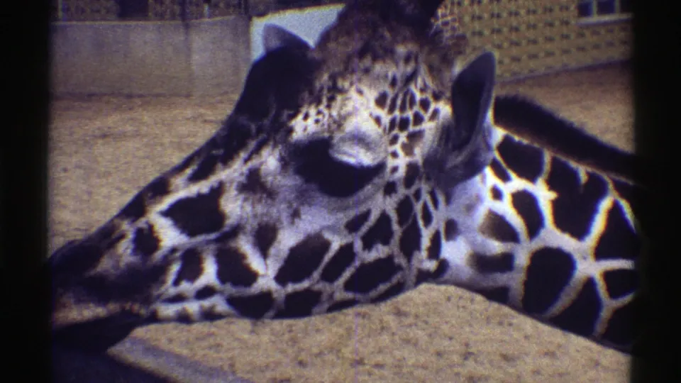 A close 8mm frame of the giraffe in the Colorado zoo enclosure shows cropped framing, grain, and faded color.