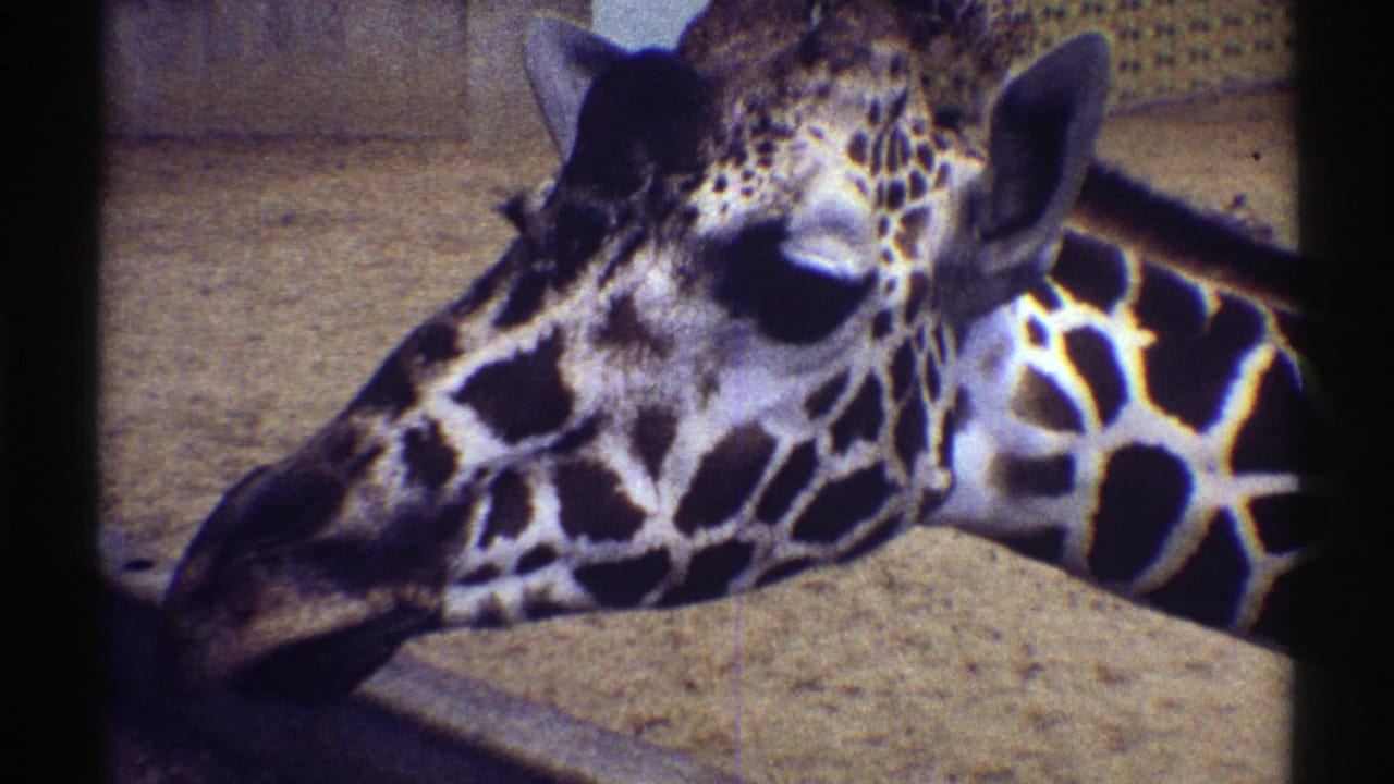Giraffe in close-up extends its tongue near the edge of a zoo enclosure.