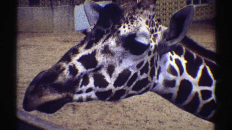 1969 Colorado zoo footage frame with a giraffe in profile, patterned coat visible against a concrete enclosure.