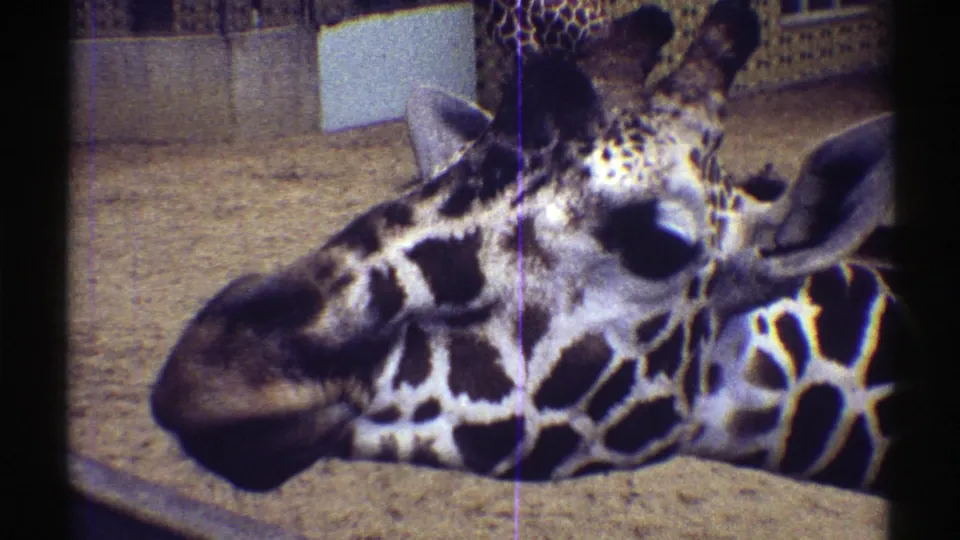 Handheld 8mm frame from Colorado in 1969 showing a giraffe close-up in a zoo enclosure.