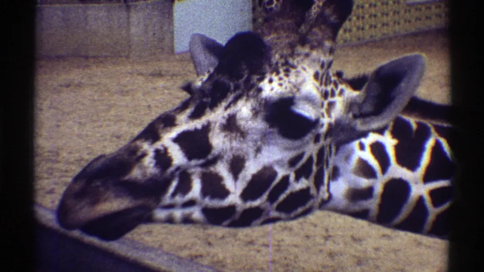 1969 Colorado 8mm frame of a giraffe in close profile, with enclosure wall and mesh behind it.