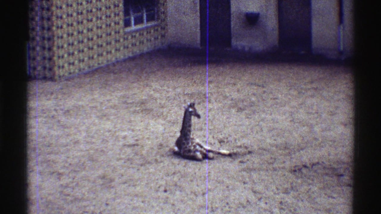 Baby giraffe lying on sandy ground inside a zoo enclosure.