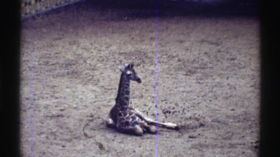 The giraffe calf sits upright on sandy ground, with enclosure walls and a patterned background visible in the 1969 Colorado zoo footage.