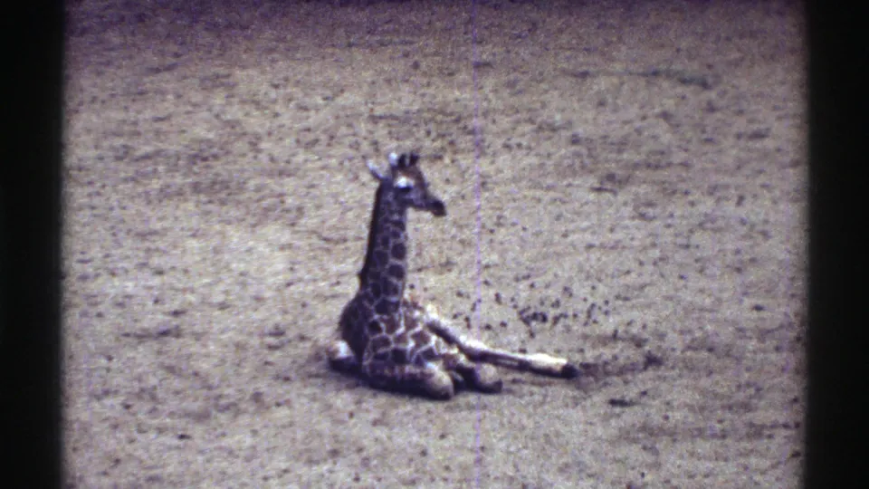 A closer 8mm view shows the baby giraffe lying calmly in the Colorado zoo enclosure, its neck raised and body turned slightly sideways.