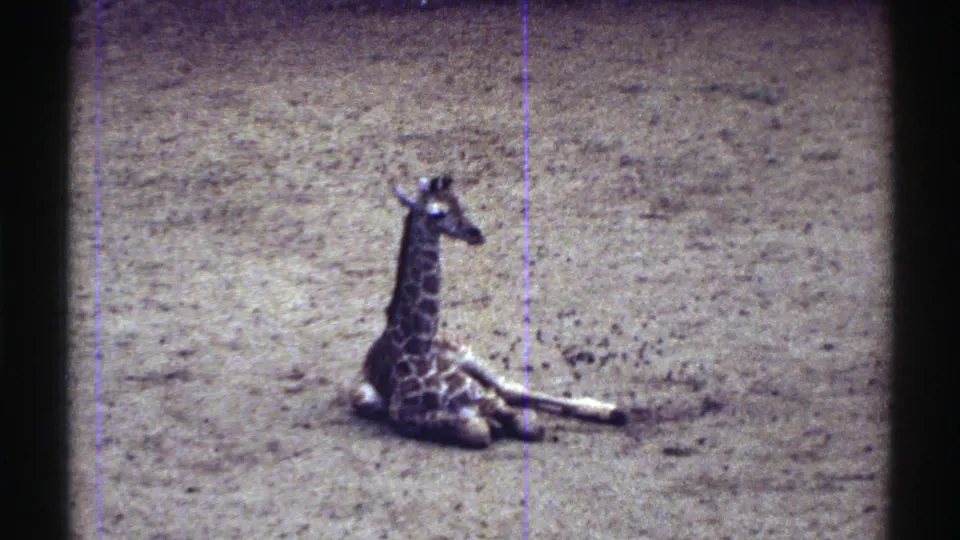 The giraffe calf remains seated on the sandy enclosure floor, seen in soft 8mm color with no people or signage visible.
