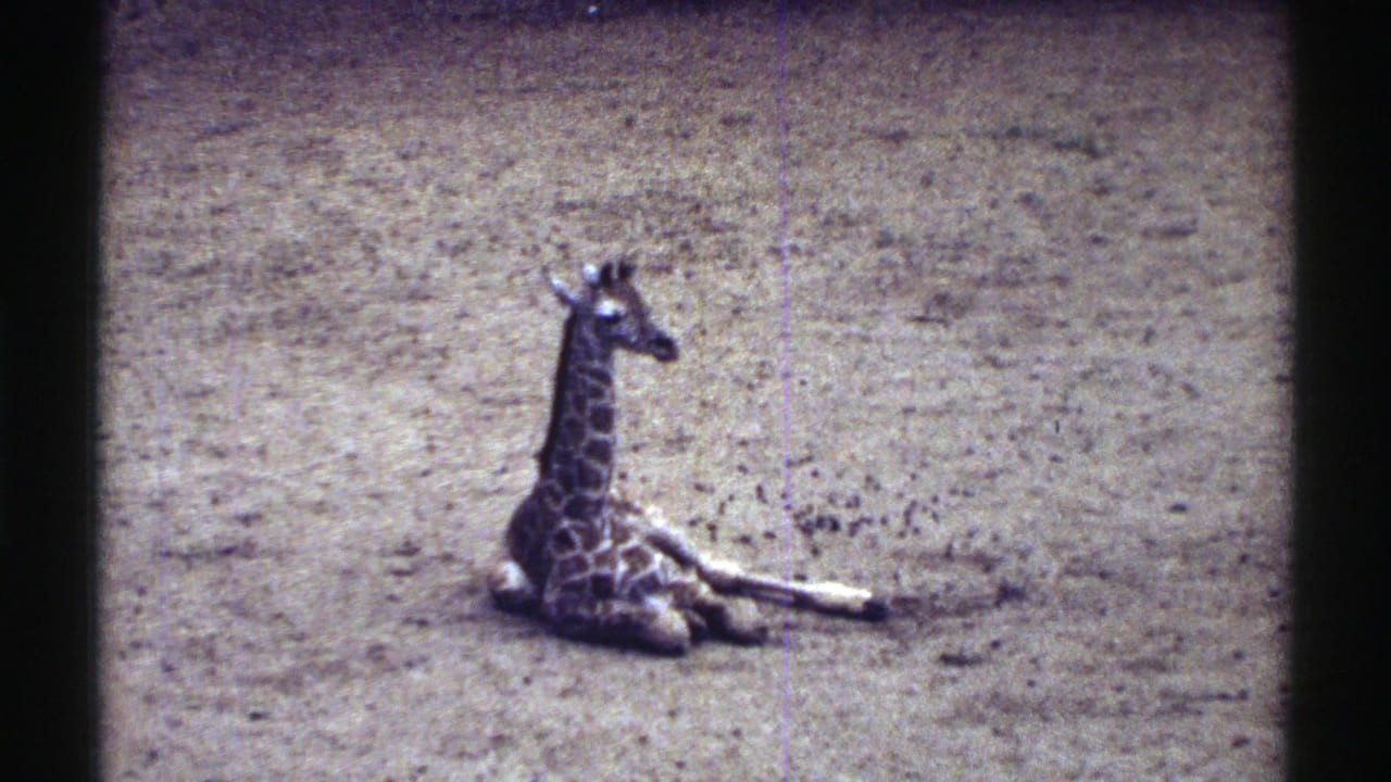 Young giraffe resting on sandy ground inside a zoo enclosure.