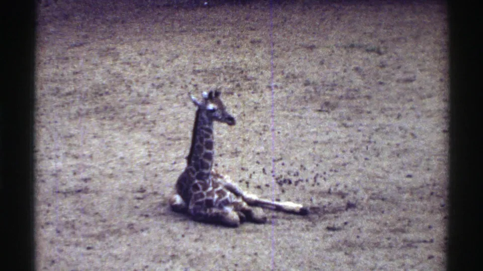 A young giraffe lies on sandy ground in a Colorado zoo enclosure in 1969 8mm home-movie footage.