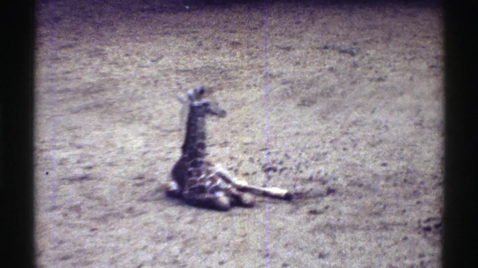 The young giraffe remains seated on sandy ground, framed at a distance in the 1969 Colorado zoo footage.