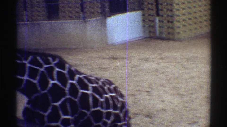 A close handheld view shows part of a giraffe moving near enclosure walls and patterned masonry in the zoo setting.