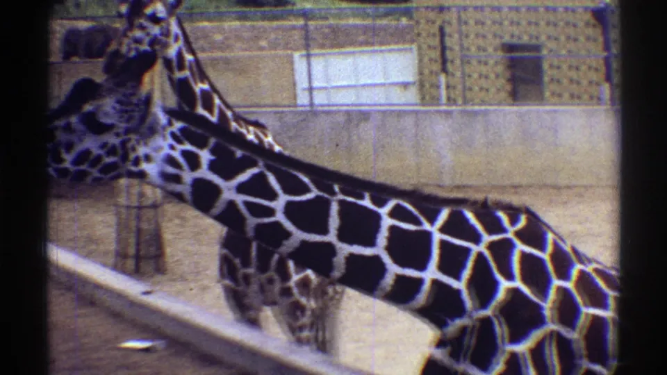 Two giraffes stand near a railing and wall in the Colorado zoo enclosure, captured in soft 1969 8mm color footage.