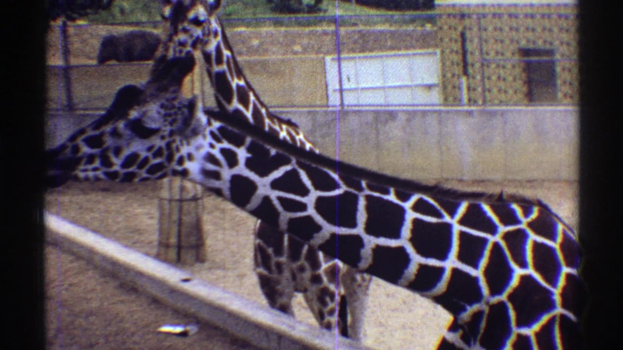 1969 Colorado 8mm frame showing two giraffes near a concrete barrier, with fencing and a zoo building in the background.