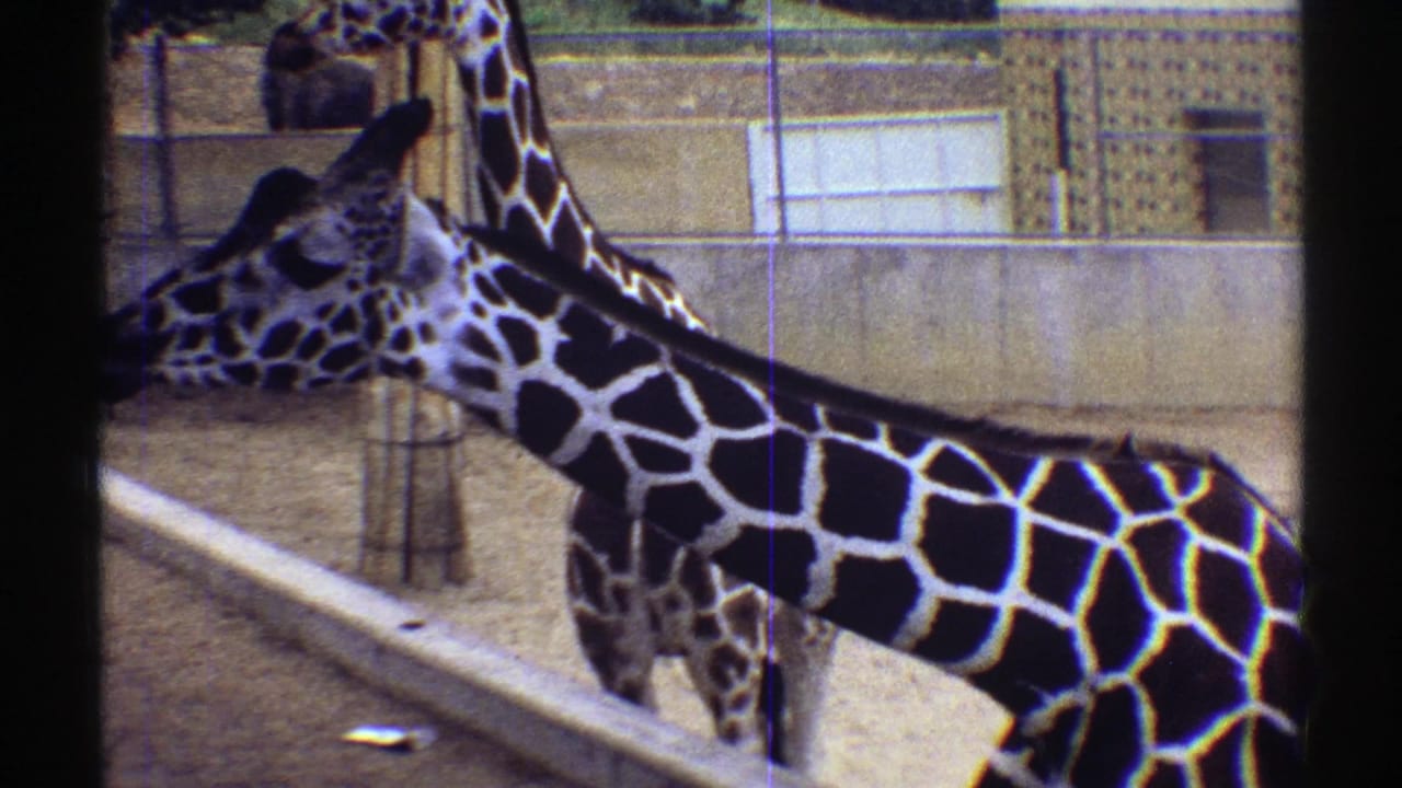 A giraffe extends its neck near another giraffe in a fenced zoo space.