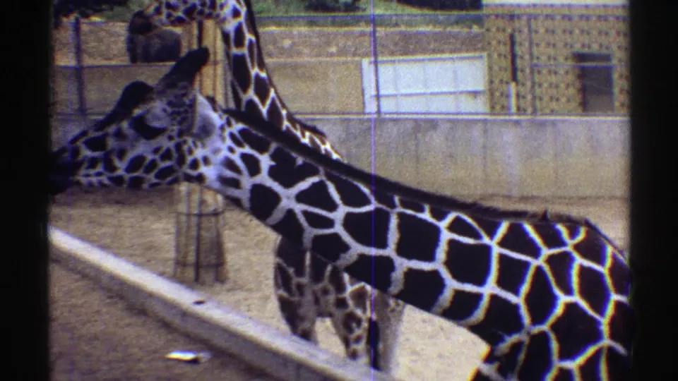 1969 Colorado home-movie frame with a giraffe stretching its neck near a second giraffe inside a fenced zoo enclosure.