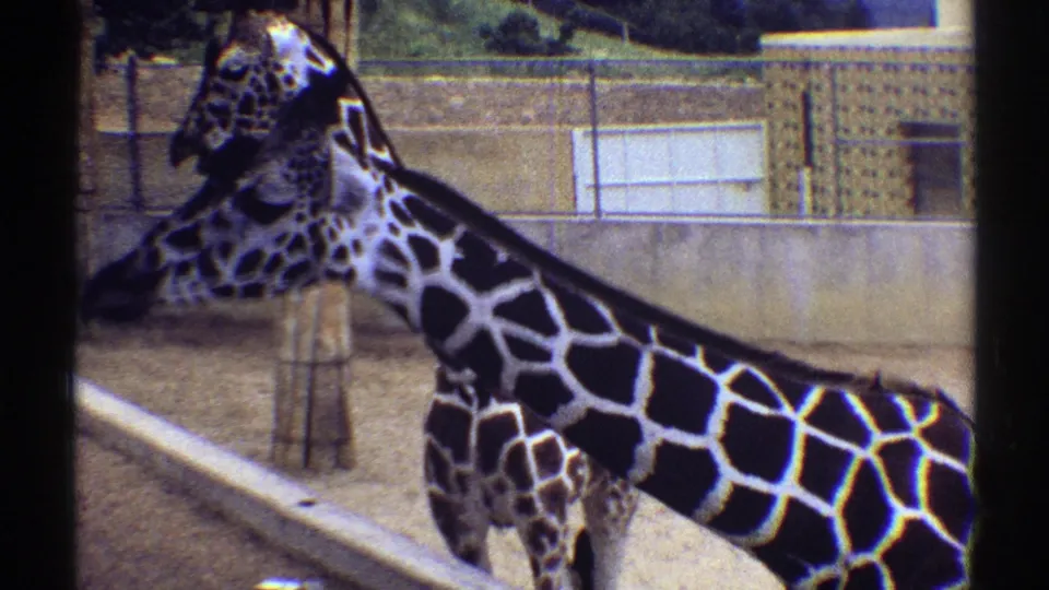 Close 1969 Colorado 8mm view of a giraffe’s patterned neck and body, with another giraffe and enclosure details behind it.