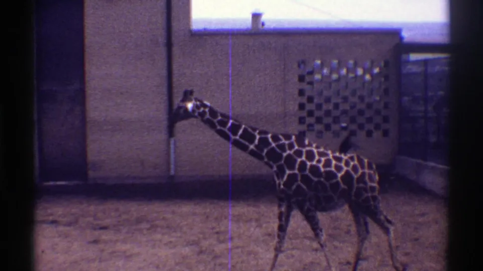 1969 Colorado 8mm frame showing a giraffe walking across a sandy enclosure beside a plain zoo building wall.