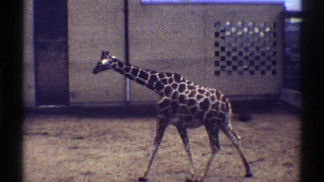 Giraffe walking across a sandy enclosure in front of concrete walls.