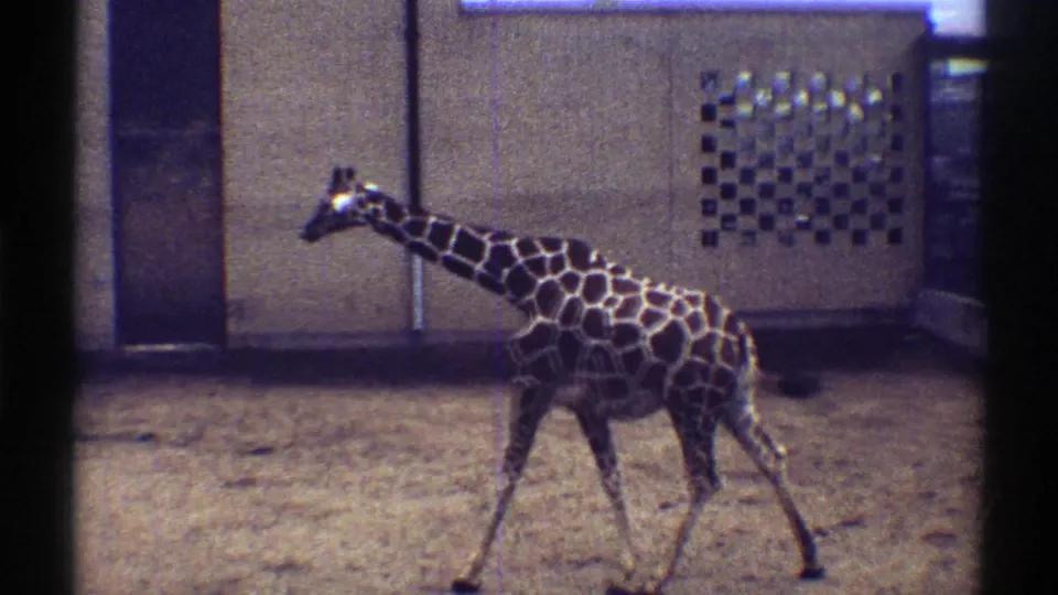 1969 Colorado 8mm frame showing a giraffe walking left across a sandy animal-park enclosure with concrete walls and a vent behind it.