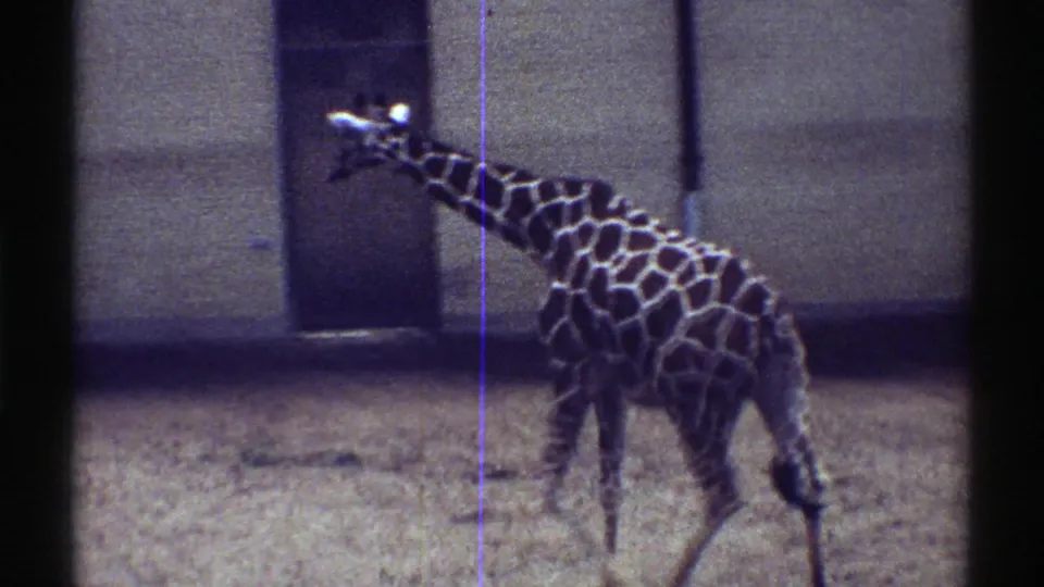 1969 Colorado home-movie frame of a giraffe walking rightward in a sandy enclosure, partly crossed by a dark foreground bar.