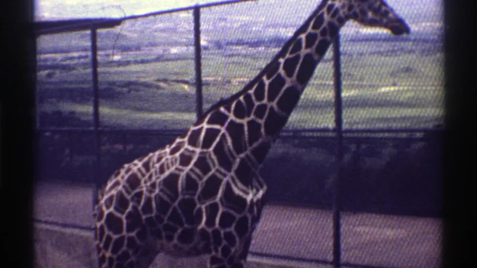1969 Colorado 8mm frame with a closer view of the giraffe's neck and body beside metal fencing and a sandy enclosure surface.