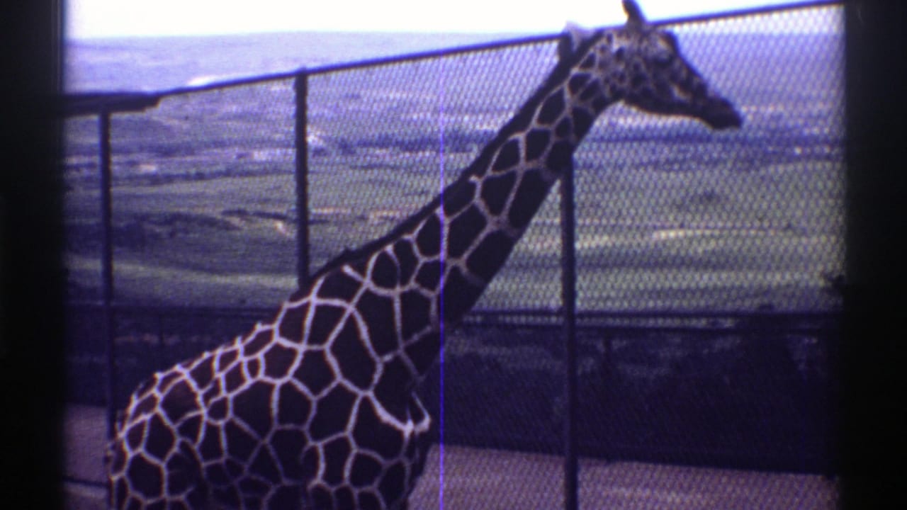 1969 Colorado home-movie frame of a giraffe standing in a zoo enclosure behind chain-link fencing with distant fields and hills.