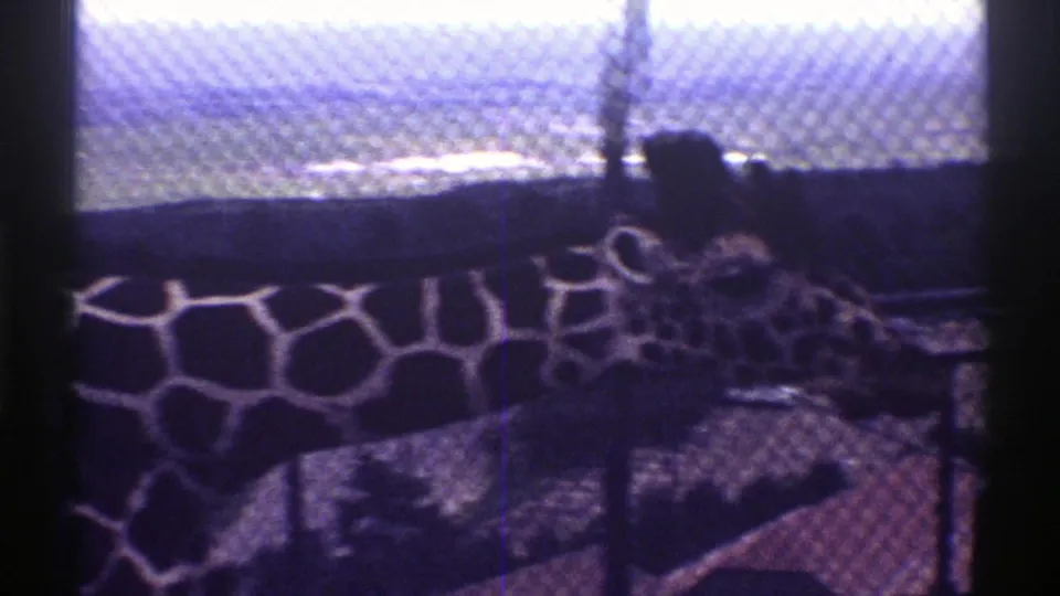 Close 8mm view of a giraffe's patterned neck and head passing behind a zoo fence in Colorado, 1969.