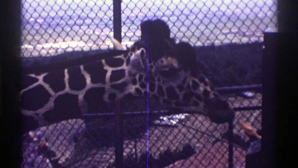Giraffe in a fenced zoo enclosure with a dark possible visitor silhouette nearby, from a 1969 Colorado home movie.
