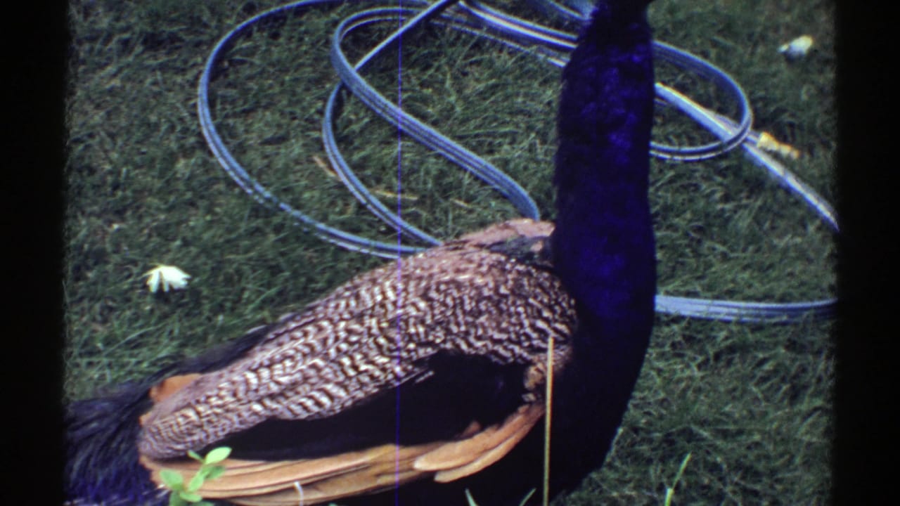 1969 Colorado 8mm frame of a peacock standing on a lawn near a coiled garden hose and small white flower.