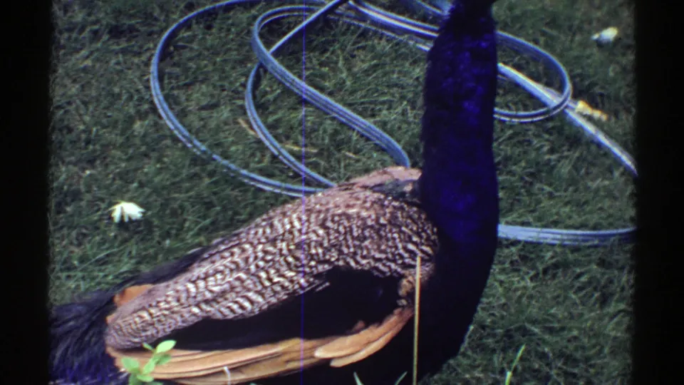 1969 Colorado 8mm frame of a peacock standing on a lawn near a coiled garden hose and small white flower.