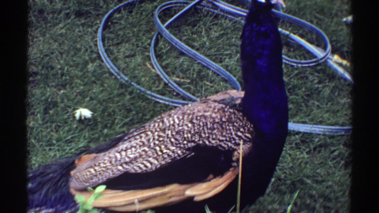 1969 Colorado home-movie frame showing a peacock in profile on grass with hose loops in the background.
